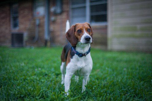 Of a Beagle and Bethlehem